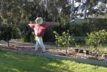 Our Scarecrow Garden
